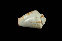 藏品(紅嬌鳳凰螺)的圖片